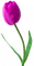 blume flowers - ingyenes png animált GIF