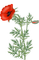 poppies - ingyenes png animált GIF
