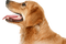 Kaz_Creations Dog Pup - фрее пнг анимирани ГИФ