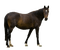 patricia87 cheval - png gratuito GIF animata