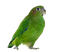 bird - zdarma png animovaný GIF