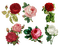 roses - darmowe png animowany gif