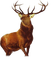 deer bp - PNG gratuit GIF animé