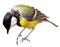Kaz_Creations Bird Birds - png gratis GIF animasi