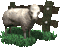 Mouton - Bezmaksas animēts GIF animēts GIF