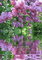 Background Lilac Water - 免费动画 GIF 动画 GIF