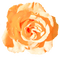 trandafir - ilmainen png animoitu GIF