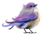 kikkapink deco scrap bird purple - kostenlos png Animiertes GIF
