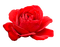 Red Rose - Bogusia - Free PNG Animated GIF