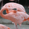 Pink Flamingos - Безплатен анимиран GIF анимиран GIF