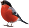 bullfinch - png gratuito GIF animata