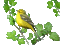 bird - Free animated GIF Animated GIF