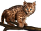 felins junglecat - Free PNG Animated GIF