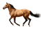 Zizi_Diamond Horse - бесплатно png анимированный гифка