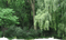 Wald - PNG gratuit GIF animé
