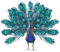Kaz_Creations Peacock Bird