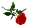 patymirabelle fleurs,rose rouge - PNG gratuit GIF animé
