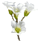fleurs/flowers - Бесплатный анимированный гифка анимированный гифка
