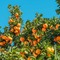 oranges fruit background