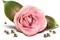 Flowers pink rose bp - δωρεάν png κινούμενο GIF