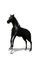 stallion - Besplatni animirani GIF animirani GIF