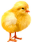 Chick.Yellow.Orange - darmowe png animowany gif