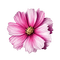 cosmea rosa 2 - 免费PNG 动画 GIF