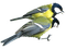 Птицы - безплатен png анимиран GIF
