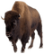 bison - gratis png animerad GIF