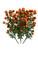 orange flowers, roses, bush