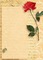 vintage scroll paper with rose - PNG gratuit GIF animé
