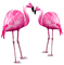 Flamingo's.Pink - Free PNG Animated GIF