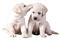 puppy - 無料png アニメーションGIF