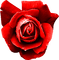Rose.Red - zadarmo png animovaný GIF