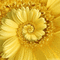 Flowers yellow bp - GIF animado gratis GIF animado