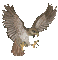 hawk katrin - Ücretsiz animasyonlu GIF animasyonlu GIF
