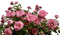 Pink roses bush - GIF animé gratuit