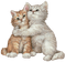 Chats / Cats - PNG gratuit GIF animé
