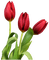 tulips flowers spring - kostenlos png Animiertes GIF