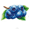 blueberries bp - png gratis GIF animasi