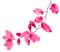 Branch.Leaves.Flowers.Pink - png gratuito GIF animata