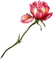 rose - png gratis GIF animado