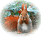 écureuil - png gratuito GIF animata