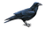 corbeau - ilmainen png animoitu GIF