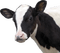 cow per request - darmowe png animowany gif