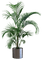 plante verte - безплатен png анимиран GIF