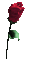 rose rouge animée 1