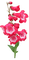 kukka, fleur, flower - bezmaksas png animēts GIF
