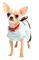 Chihuahua - безплатен png анимиран GIF