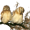 Kaz_Creations Owls Owl Birds Bird - Free animated GIF Animated GIF